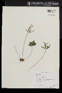 Cardamine angustata image