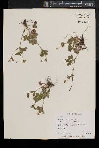 Potentilla canadensis image