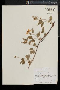 Rubus enslenii image