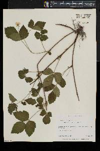 Rubus flagellaris image