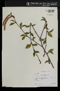 Betula alleghaniensis image