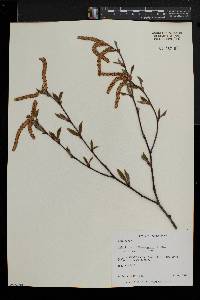 Betula alleghaniensis image