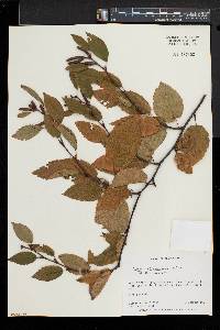 Betula alleghaniensis image