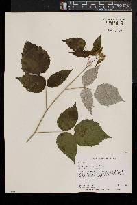 Rubus occidentalis image