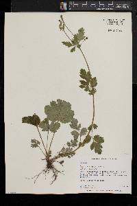 Geum vernum image