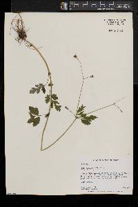 Geum vernum image