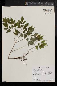 Actaea alba image