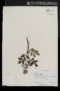 Rosa multiflora image