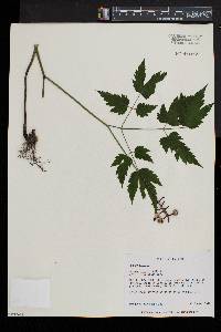 Actaea alba image