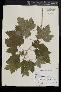 Ribes americanum image