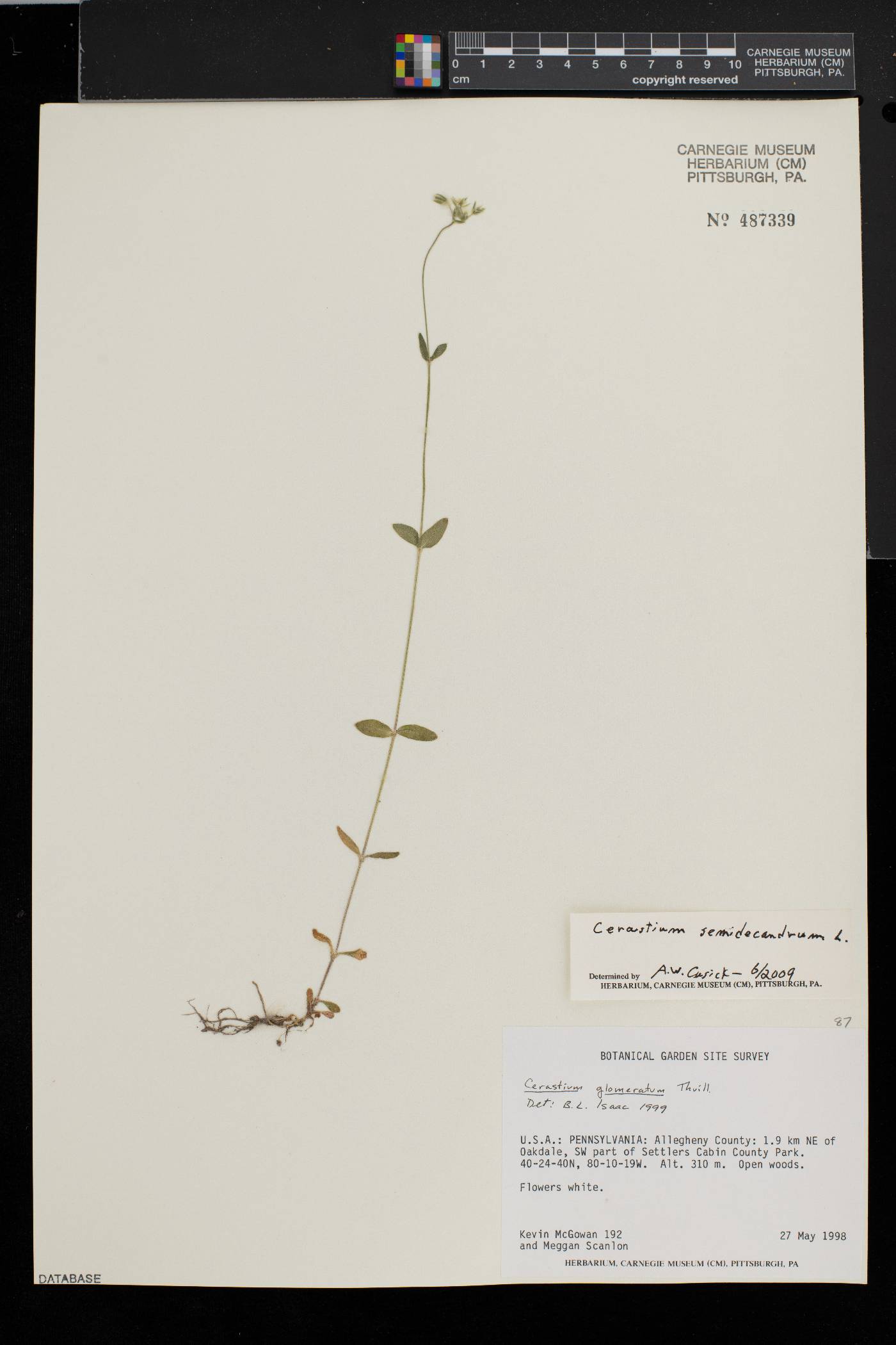 Cerastium semidecandrum image