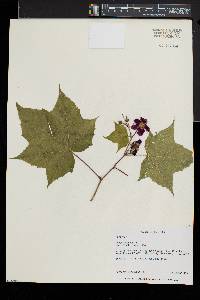 Rubus odoratus image