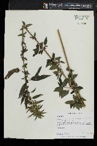 Urtica gracilis image