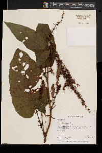 Rumex obtusifolius image