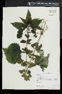 Urtica dioica image