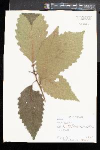 Quercus montana image