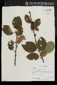 Betula alleghaniensis image