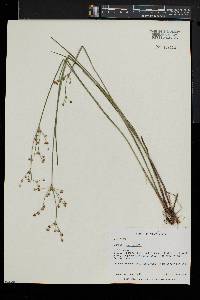 Juncus brevicaudatus image