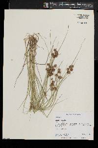 Juncus nodosus image