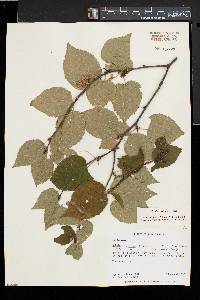 Betula cordifolia image