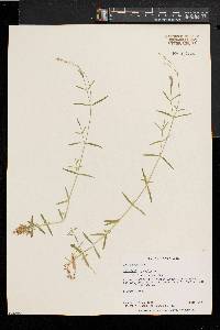 Stellaria longifolia image