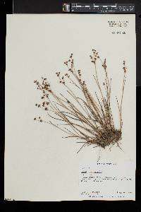 Juncus brevicaudatus image