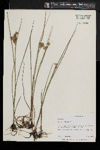 Juncus nodosus image