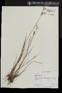 Juncus brevicaudatus image