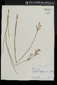 Juncus brevicaudatus image