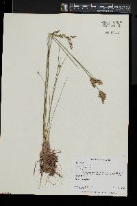 Juncus brevicaudatus image