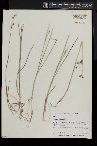 Juncus brevicaudatus image