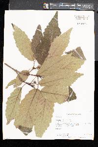 Quercus montana image