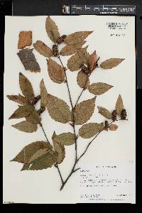 Betula alleghaniensis image