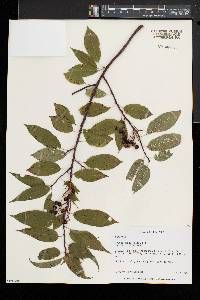 Prunus pensylvanica image