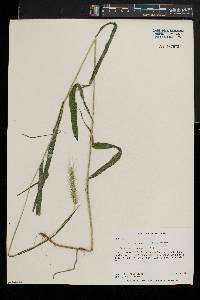 Elymus villosus image