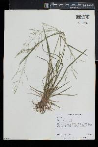 Poa alsodes image