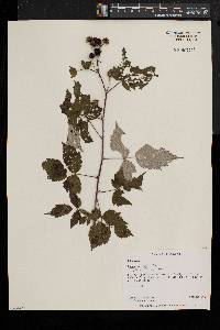 Rubus occidentalis image