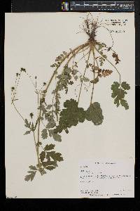 Geum vernum image