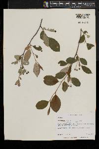 Aronia melanocarpa image