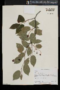 Amelanchier laevis image