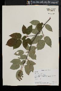 Amelanchier laevis image