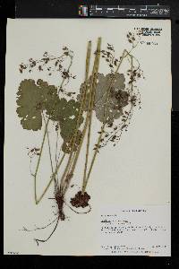 Heuchera americana image