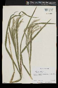 Glyceria canadensis image