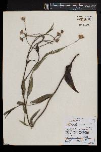 Afroaster serrulatus image