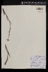 Afroaster serrulatus image