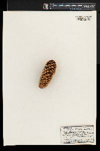 Picea pungens image