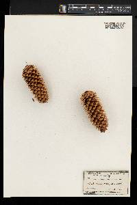 Picea pungens image