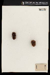 Picea sitchensis image