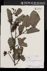 Alnus rugosa image