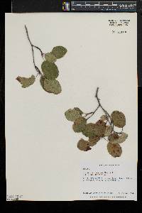 Amelanchier sanguinea image